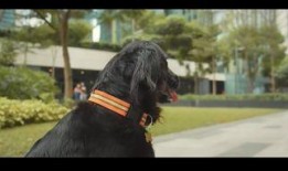 小七最新爆料新闻视频,最新爆料新闻视频深度解析